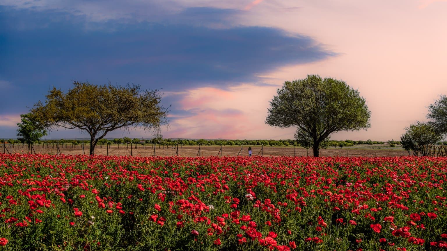 Rows of spring flowers in bloom at Wildseed Farms outside Fredericksburg