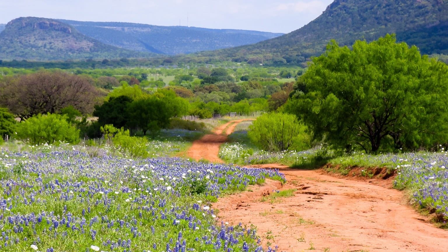 A red dirt road winding through bluebonnets and poppies north of Willow City in the Texas Hill Country