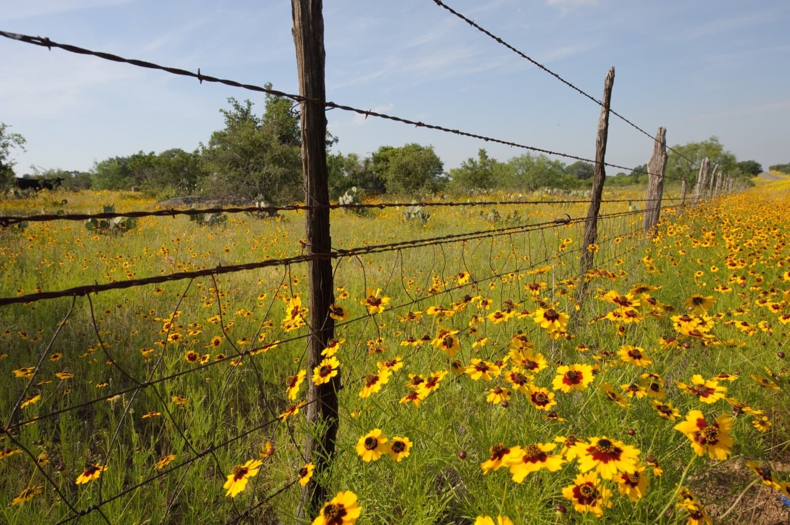 Yellow spring wildflowers crowding a barbed wire fence line in a Texas Hill Country pasture