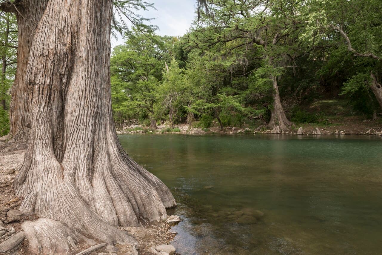 A quiet green stretch of the Guadalupe River north of New Braunfels, framed by a massive bald cypress trunk on the bank