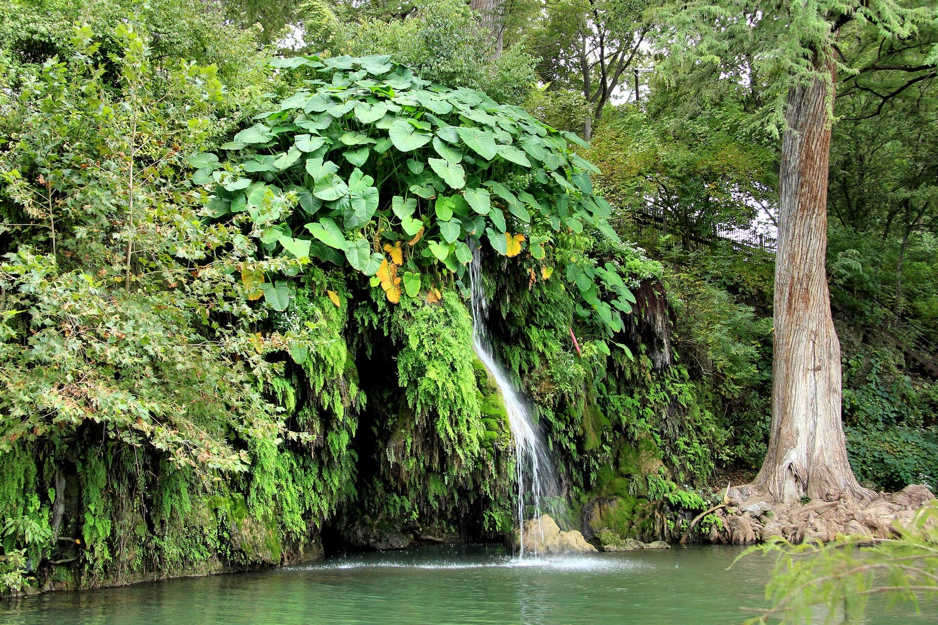 The famous waterfall and grotto at Krause Springs in Spicewood, Texas — turquoise pool framed by bald cypress trees