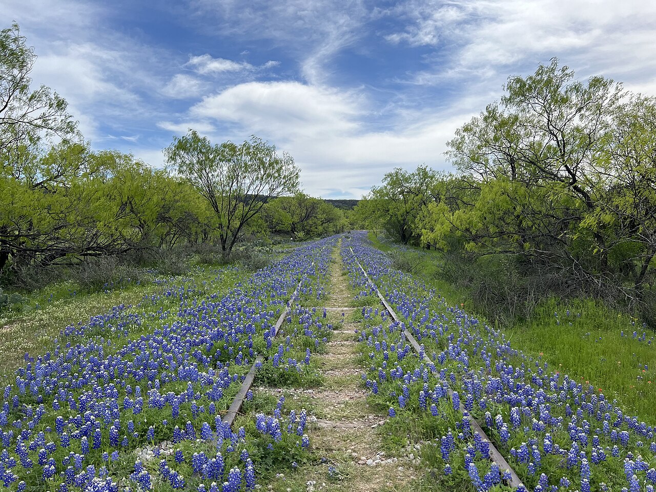 Best Bluebonnet Photo Locations in Austin: Where to Go, When to Shoot & How to Get the Shot
