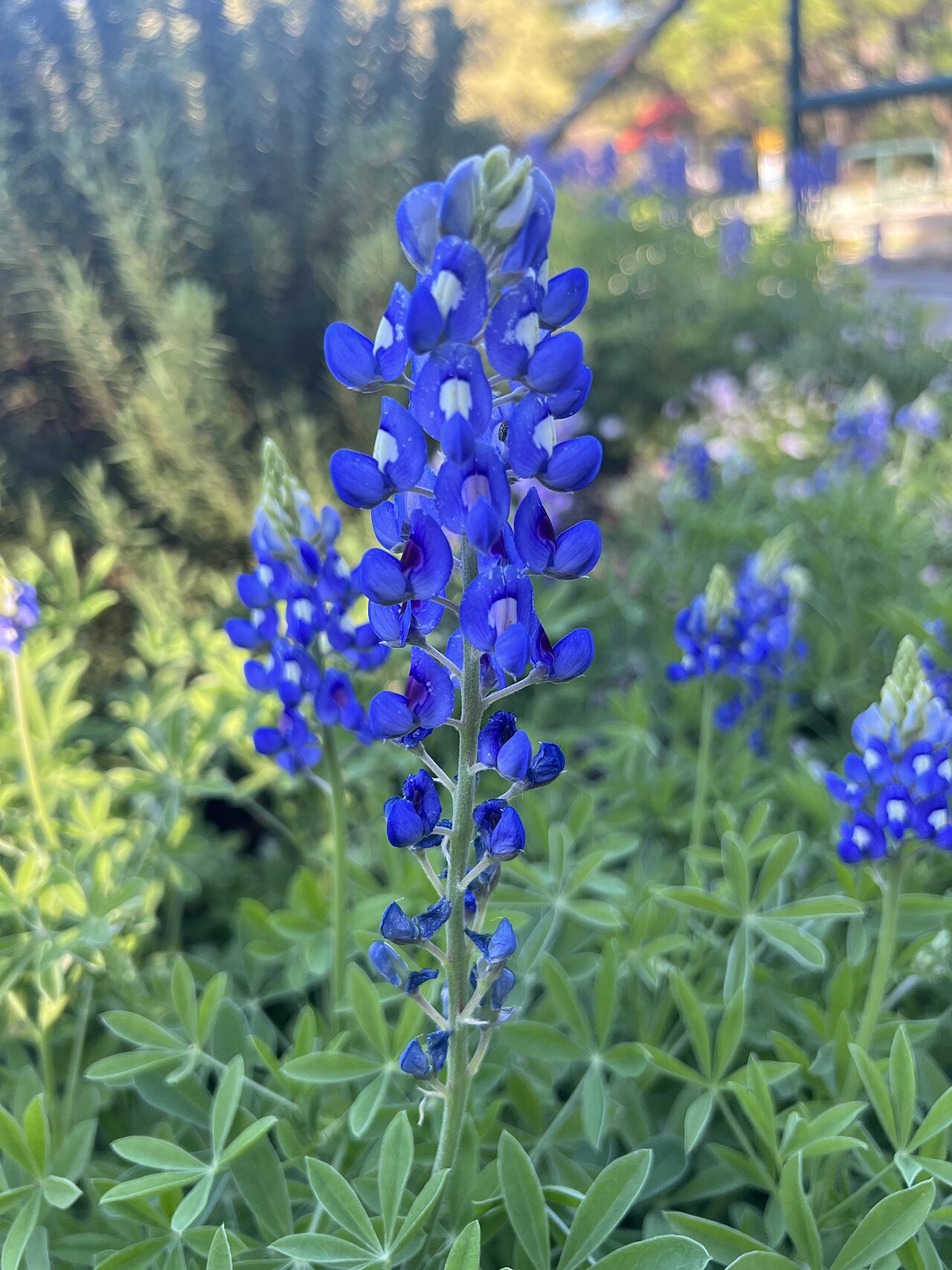 A Texas bluebonnet in late afternoon light — Lupinus texensis, the state flower since 1901