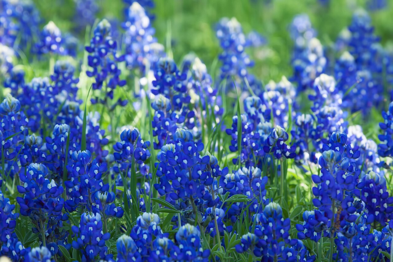 A wide field of Texas bluebonnets — the kind of scale you'll find at Muleshoe Bend's 654 acres during peak bloom