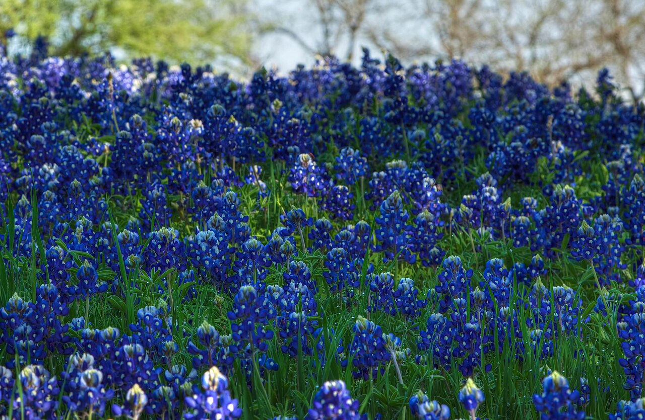 Bluebonnets at field level — getting low changes everything about your wildflower photography