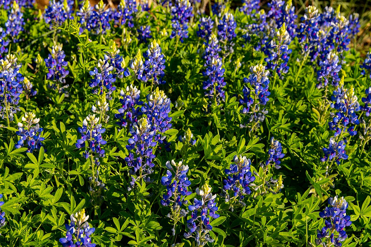 Sunlit bluebonnets up close — the kind of detail shot that makes your photo album feel complete