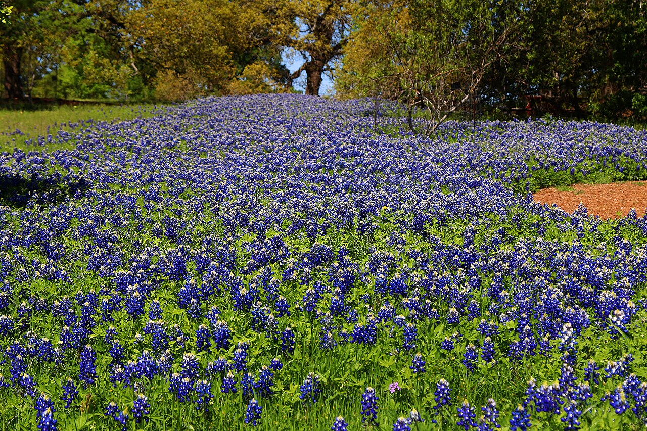 Texas bluebonnets in the Zachry Texas Arboretum at the Lady Bird Johnson Wildflower Center — the one place where the bloom is never a gamble