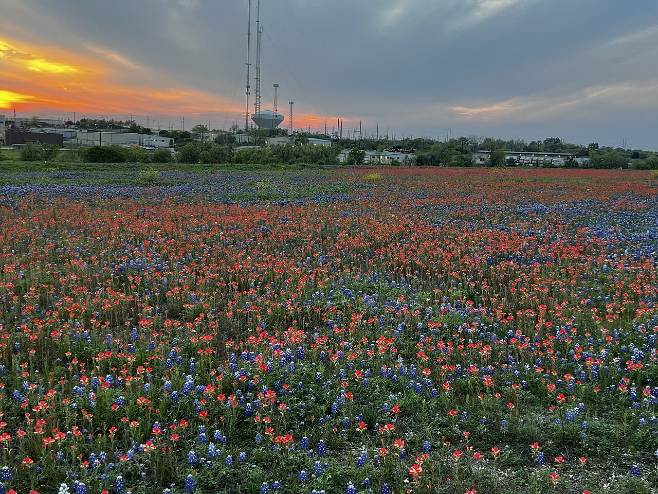 Bluebonnets and Indian paintbrush growing together in a Georgetown field — the classic Texas wildflower combination