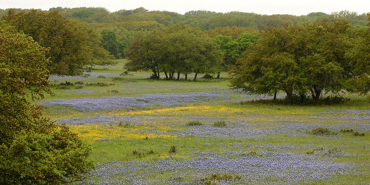 Ranchland with bluebonnets in the Texas Hill Country — the kind of scene that unfolds mile after mile on the Willow City Loop