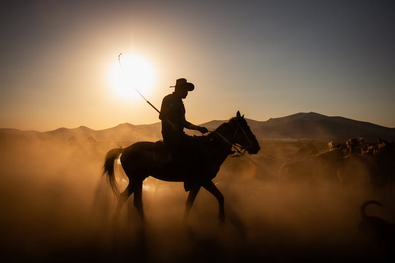 A cowboy driving a herd through dust at sunrise -- the living western tradition that continues to inspire artists
