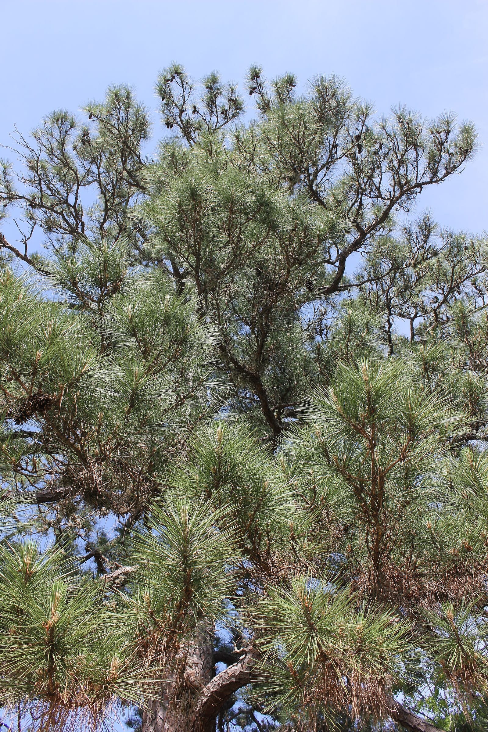 Tall loblolly pines rising over a needle-floored trail in Bastrop State Park