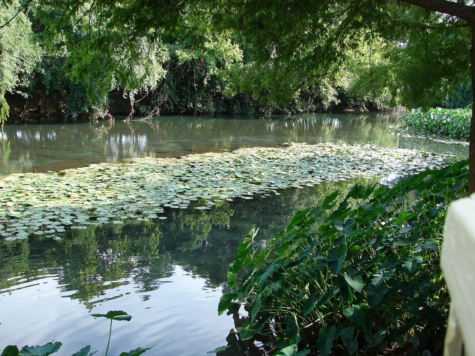 Tubers drifting the clear Comal River past cypress trees near downtown New Braunfels