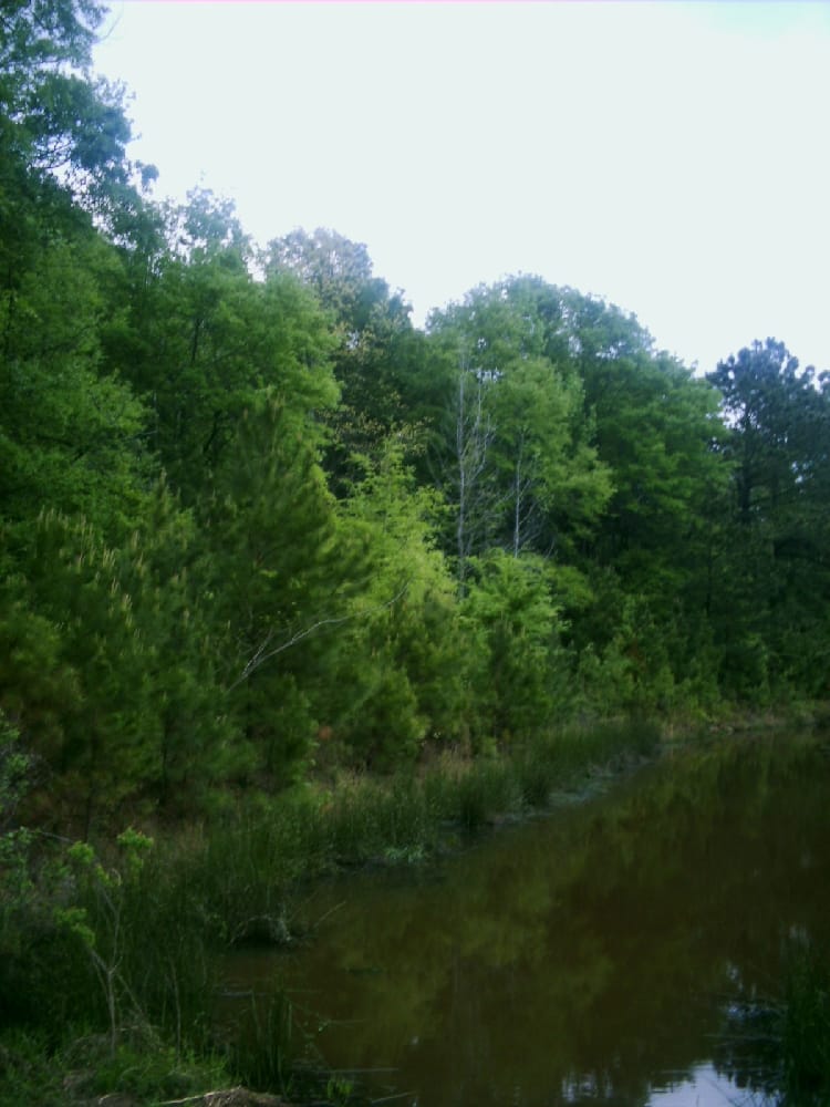Tall loblolly pines rising over a forest floor in deep East Texas