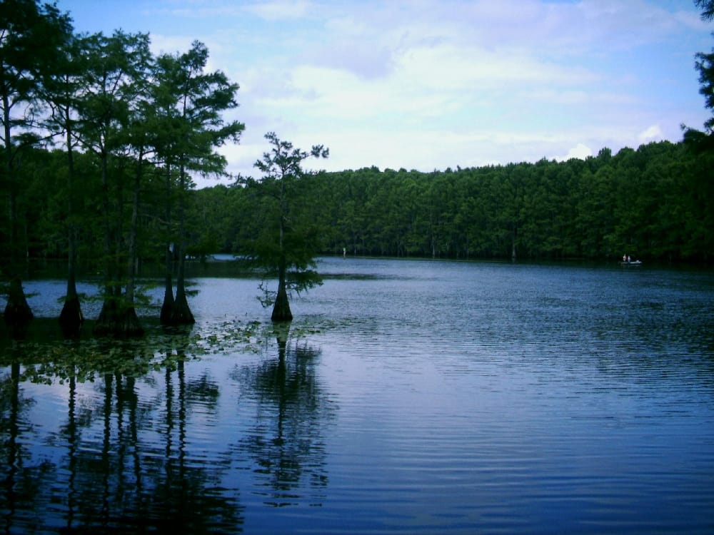 A marked paddling trail winding through flooded cypress at Caddo Lake State Park