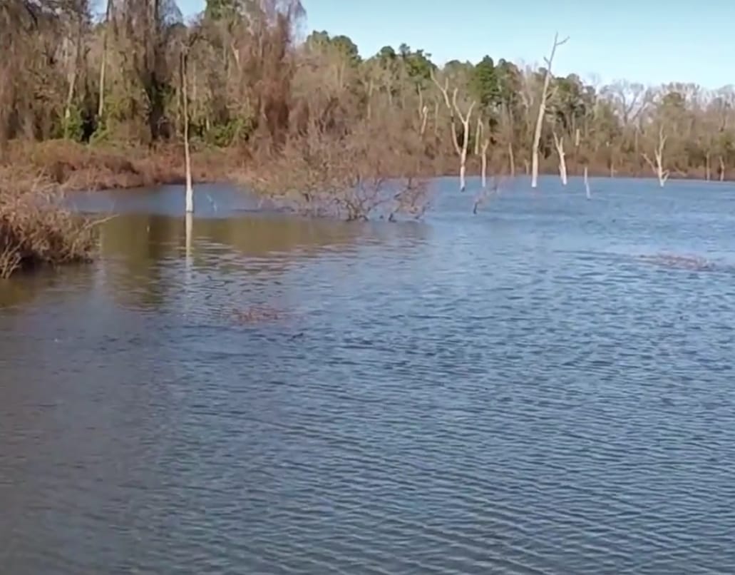 Standing timber structure on Lake Fork's trophy bass water near Emory
