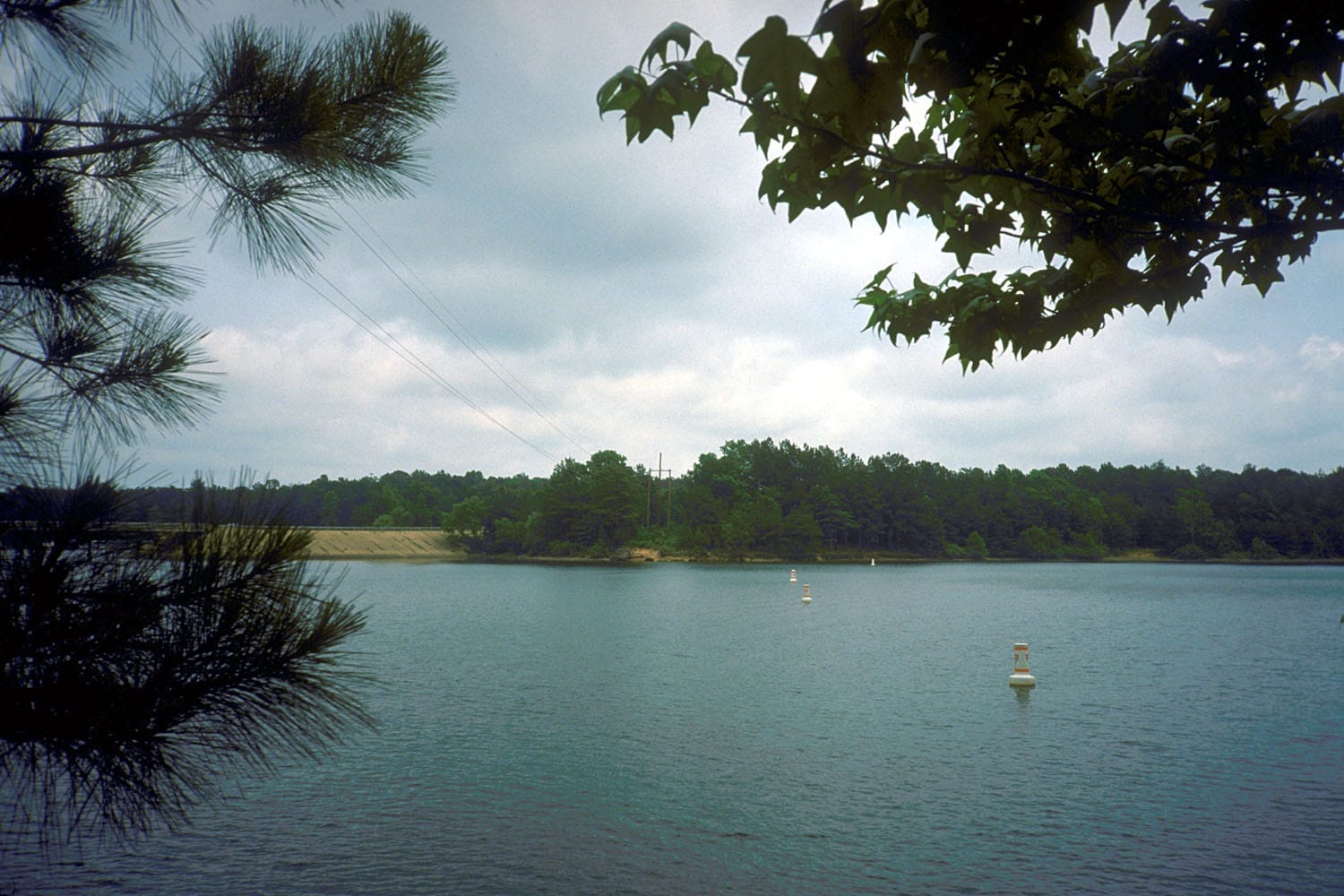 A quiet pine-ringed cove with cypress standing in the shallows at Lake o' the Pines