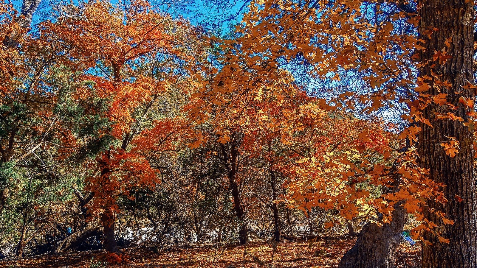 Scarlet and gold bigtooth maples against limestone canyon walls at Lost Maples